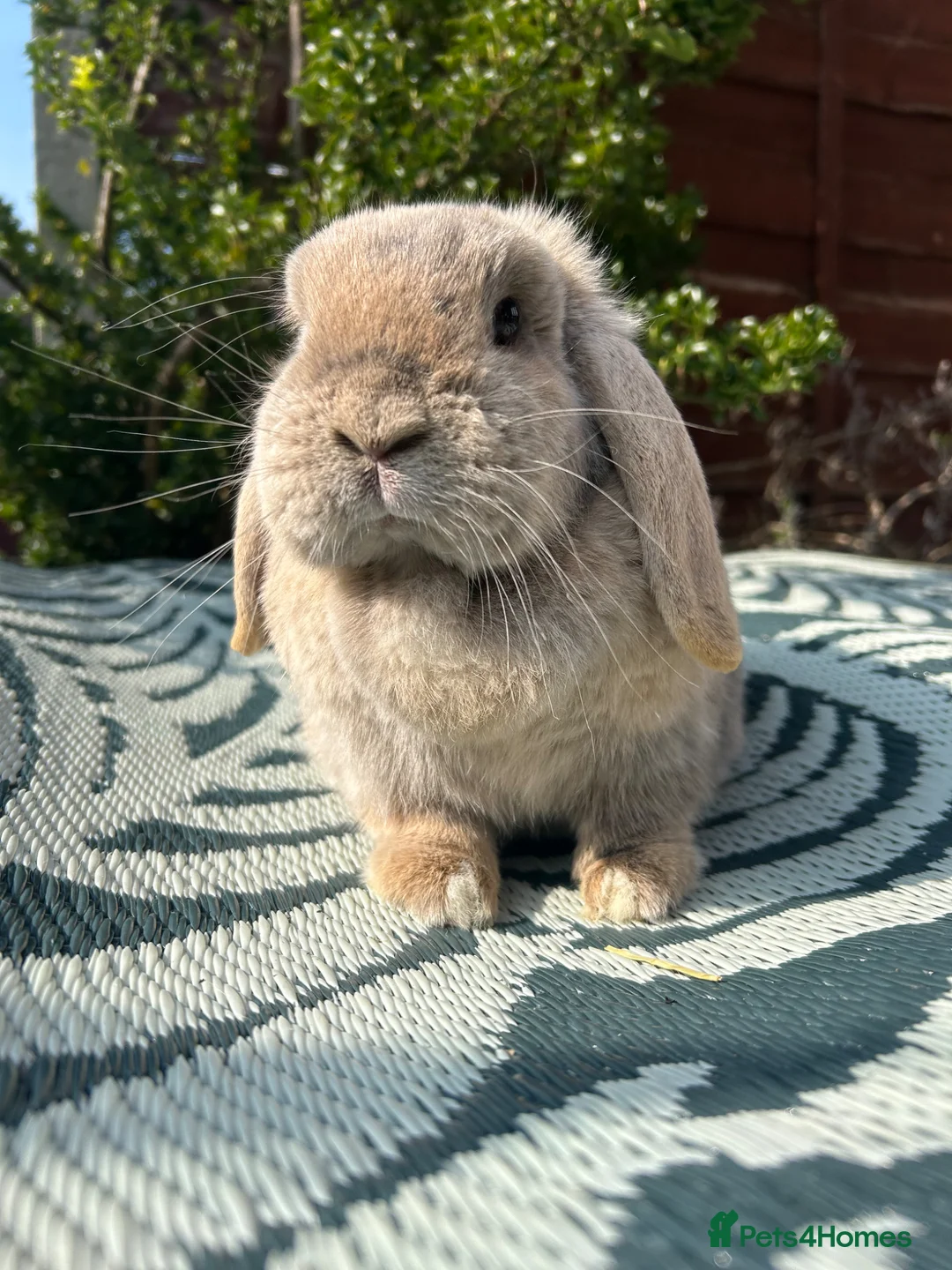 Mini Lop rabbits for sale: Beautiful mini lop doe for sale  - Advert 1