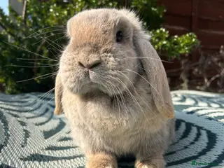 Mini Lop rabbits Beautiful mini lop doe for sale - Advert 2