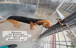 Mixed Breed dogs for adoption: Baxter, 5 yrs old boy. Available for adoption. - Image 11