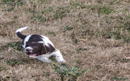English Springer Spaniel dogs for sale: 🐾Beautiful KC Registered ES Spaniel Puppies🐾 - Image 19