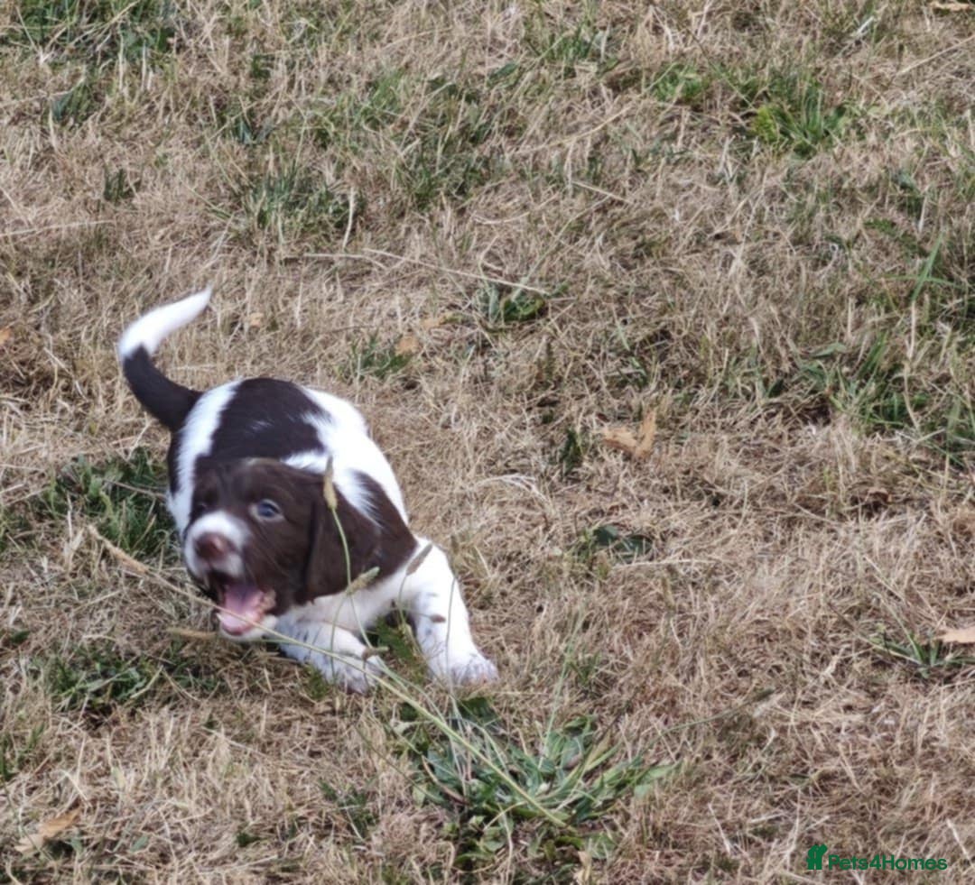 English Springer Spaniel dogs for sale: 🐾Beautiful KC Registered ES Spaniel Puppies🐾 - Image 19