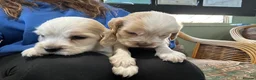 Cocker Spaniel dogs for sale: Beautiful orange roan show type cocker spaniels - Advert 32