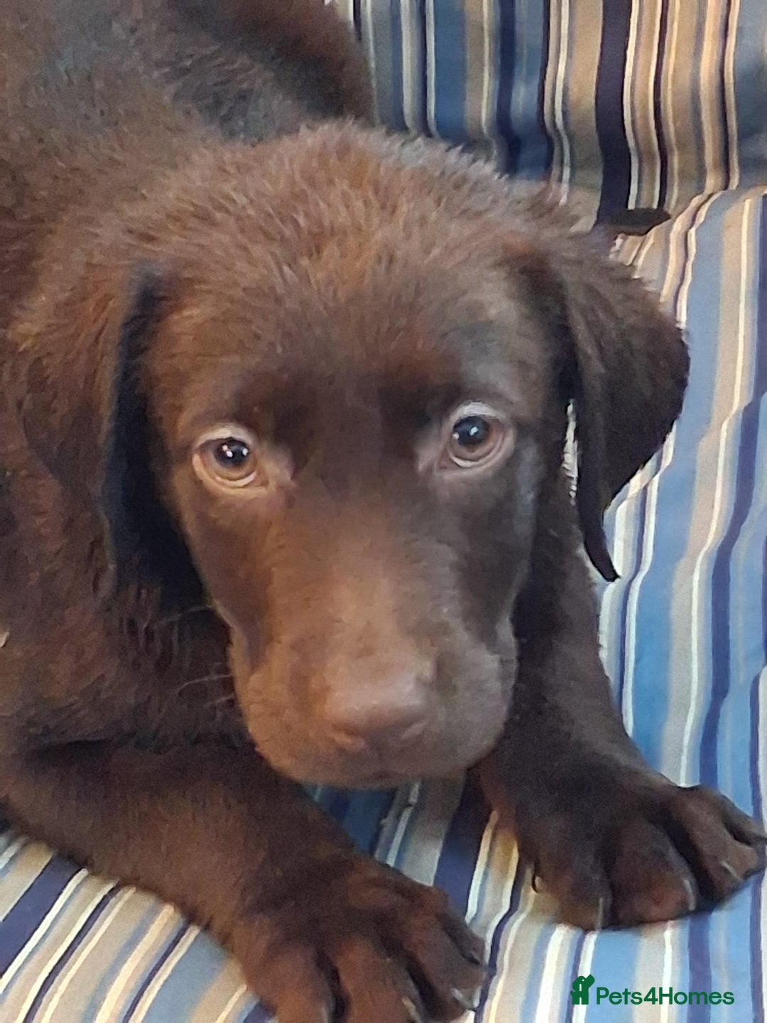 Labrador Retriever dogs for sale: Stunning big pedigree labrador puppies - Advert 7