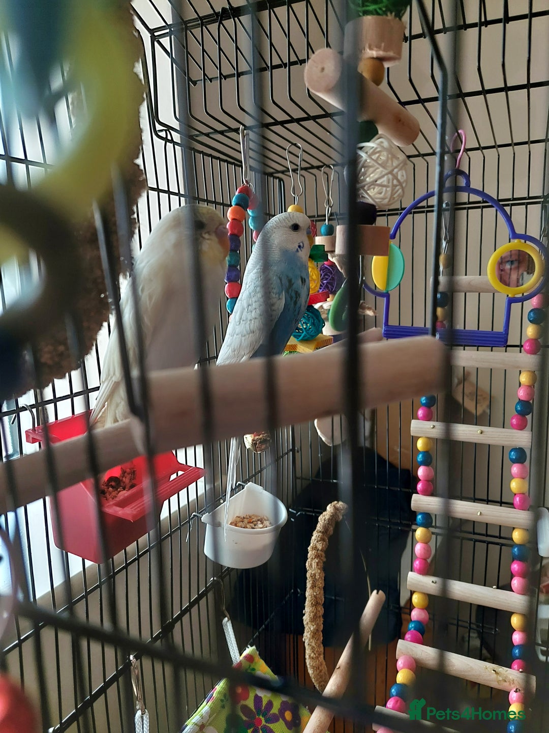 Budgerigars birds for sale: Male & Female Budgies - Advert 3