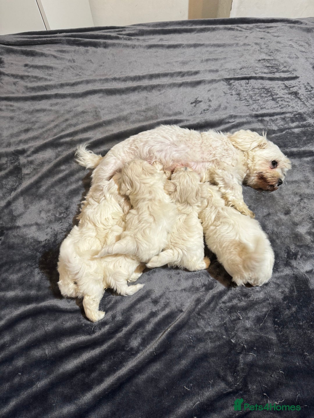 Maltese dogs for sale: Maltese puppies  - Image 11