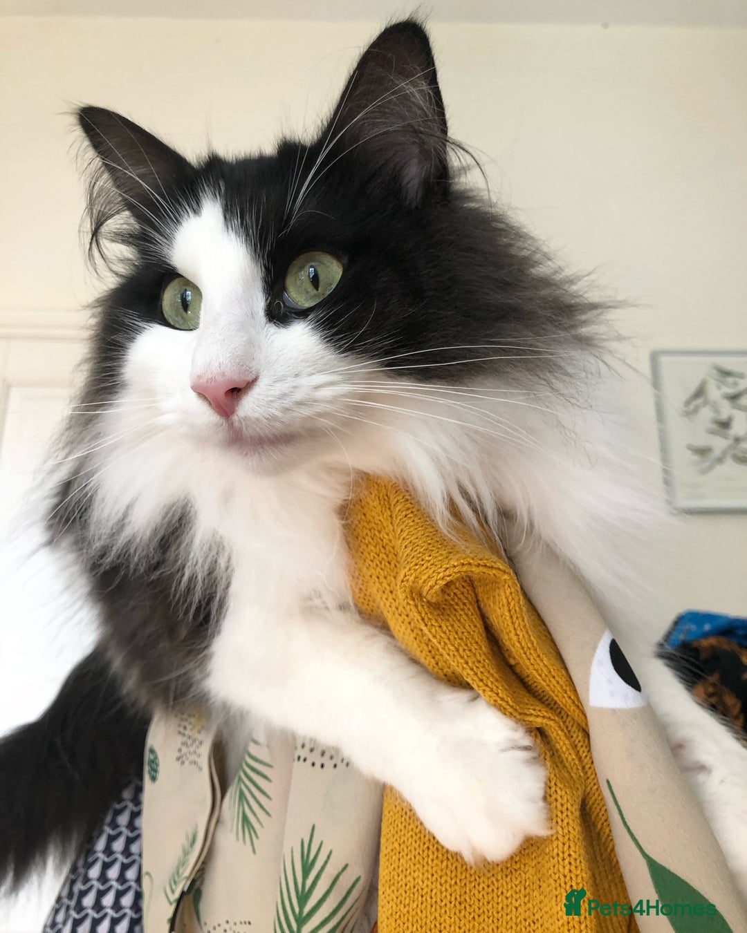 Norwegian Forest Cat cats for sale: Cuddly male Norwegian looking for forever home - Image 8