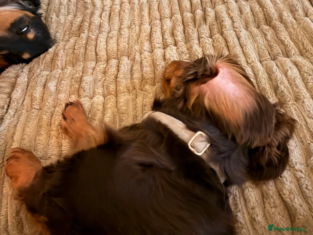 Miniature Dachshund dogs for sale: Two Miniture Dachshund  - Advert 6