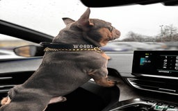 French Bulldog dogs for stud: French bulldog male for stud - Image 4