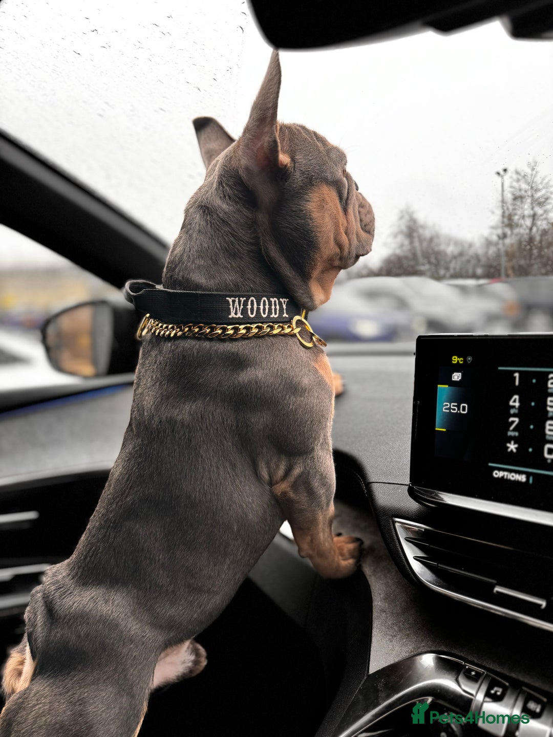 French Bulldog dogs for stud: French bulldog male for stud - Image 4