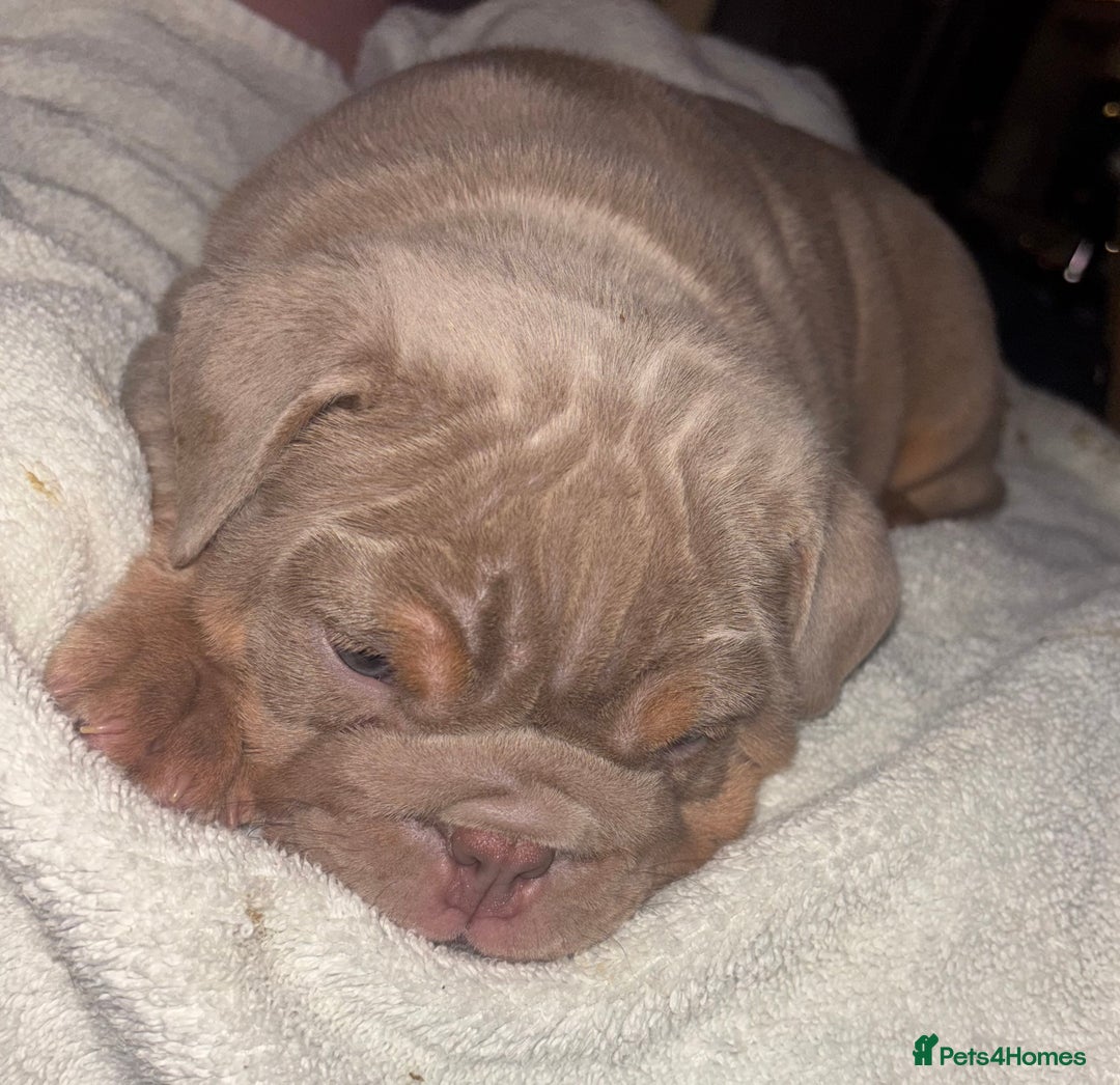 English Bulldog dogs for sale: 2 English bulldog 'lilac' puppies READY 8TH DEC 25 - Advert 35