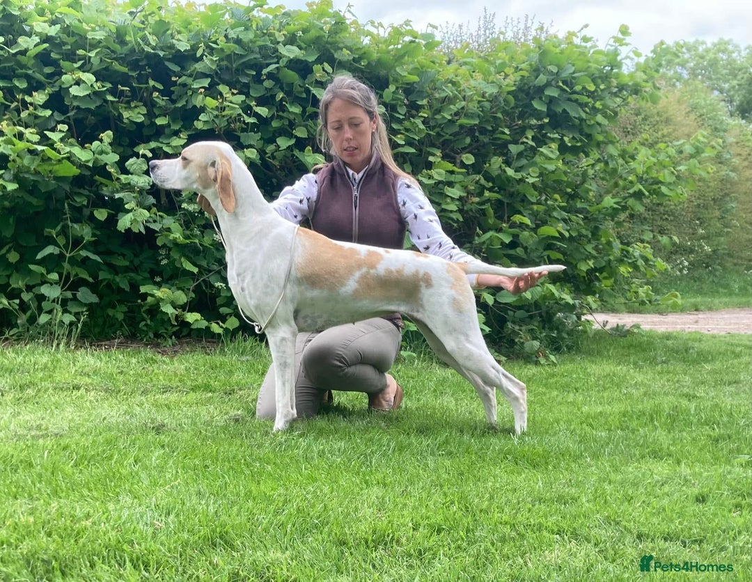 Pointer dogs for sale: Beautiful Pointer Puppies - Advert 2