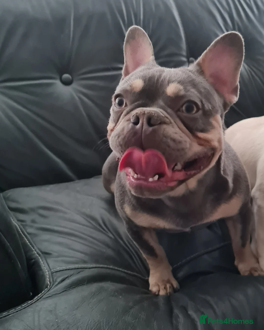 French Bulldog dogs for stud: Top Quality Stud RAMSGATE 🎯🎯 KC registered💣💣  in Ramsgate - Advert 17