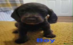 Mixed Breed dogs for sale: Dachschund x doxipoo puppies - Image 31
