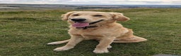 Golden Retriever dogs for stud: Stunning Health-Tested KC Golden Retriever Stud - Advert 3