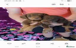 Doxiepoo dogs for sale:  Beautiful doxipoos - Image 4