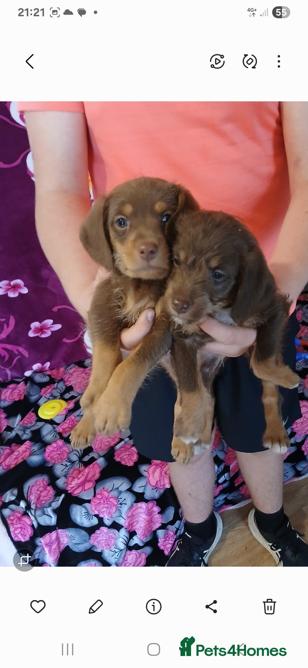 Doxiepoo dogs for sale:  Beautiful doxipoos - Image 4