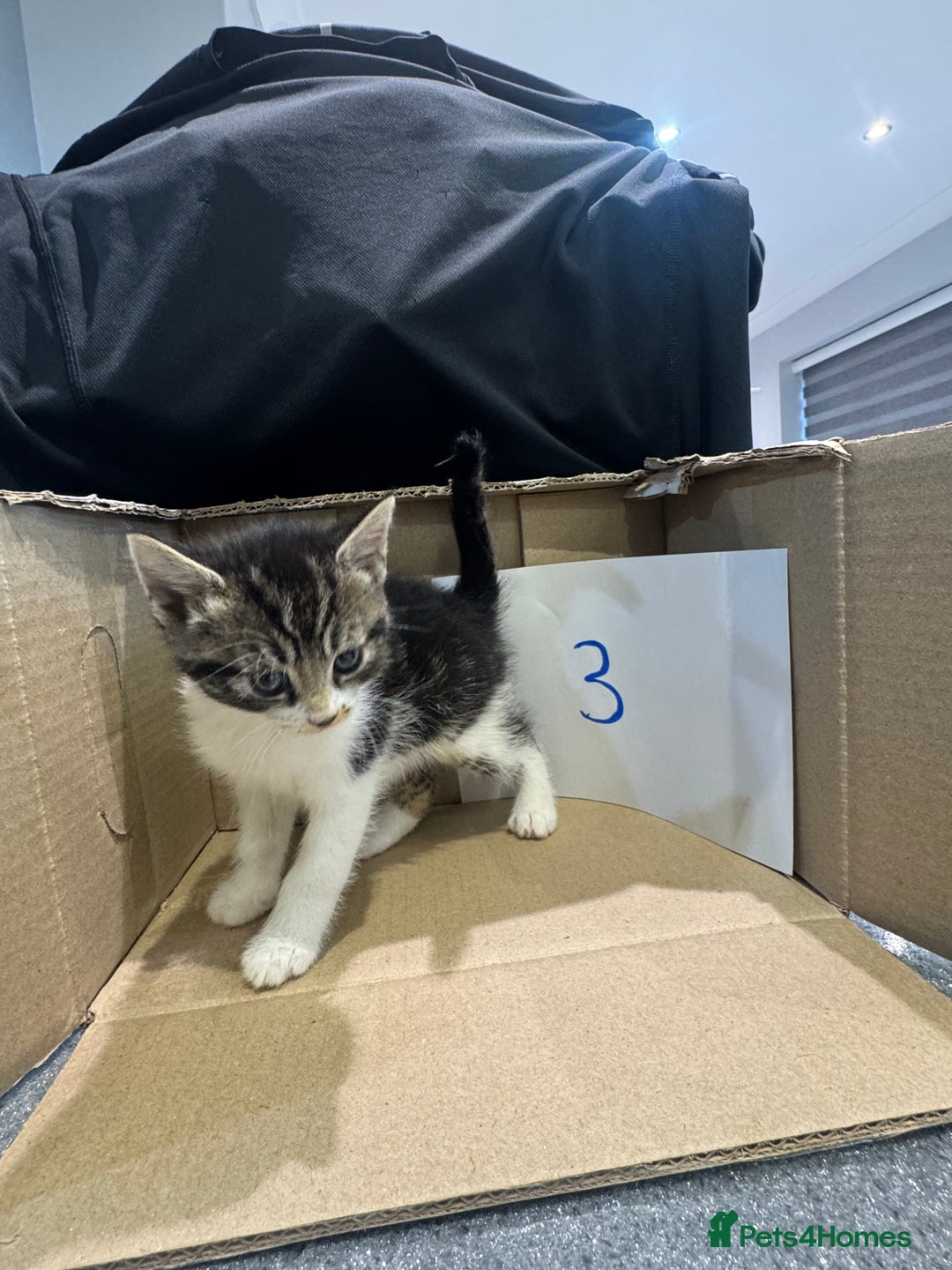 Mixed Breed cats for sale: British shorthair mix kittens  - Advert 14