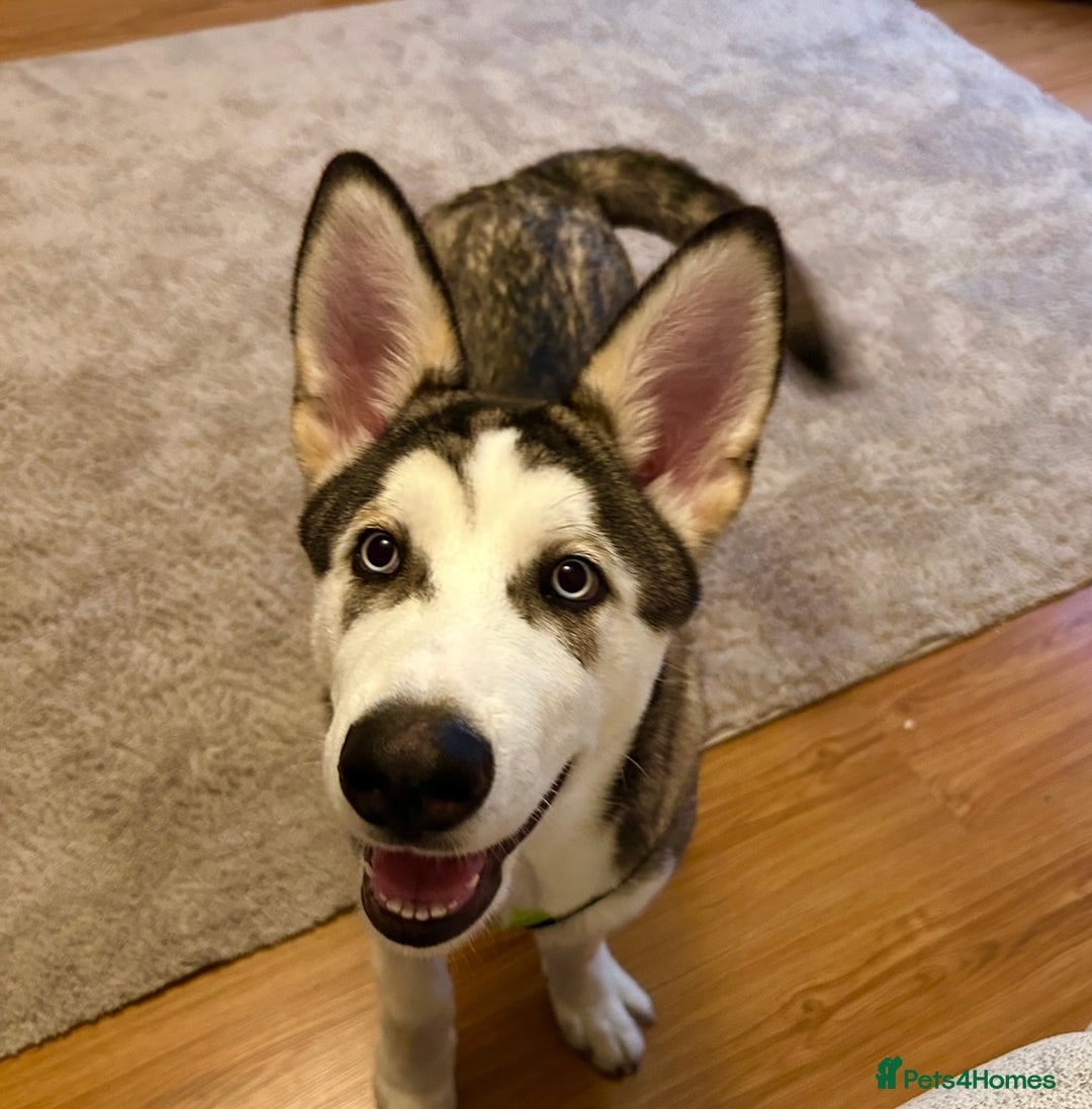 Siberian Husky dogs for sale: 8 month Siberian husky for sale  - Image 3