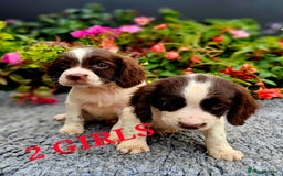 English Springer Spaniel dogs for sale: QUALITY WORKING ESS PUPS - Image 28