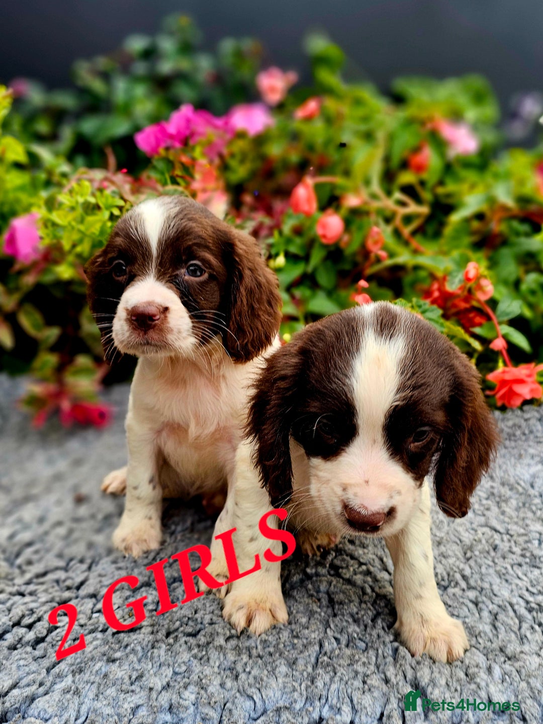 English Springer Spaniel dogs for sale: QUALITY WORKING ESS PUPS - Image 28