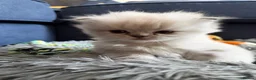 British Longhair cats for sale:   British Longhair male kitten  - Advert 5