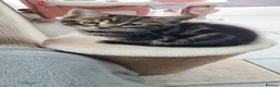 Maine Coon cats for sale: Adorable 7 Week Old Kittens – Ready Soon 🐾 - Advert 6