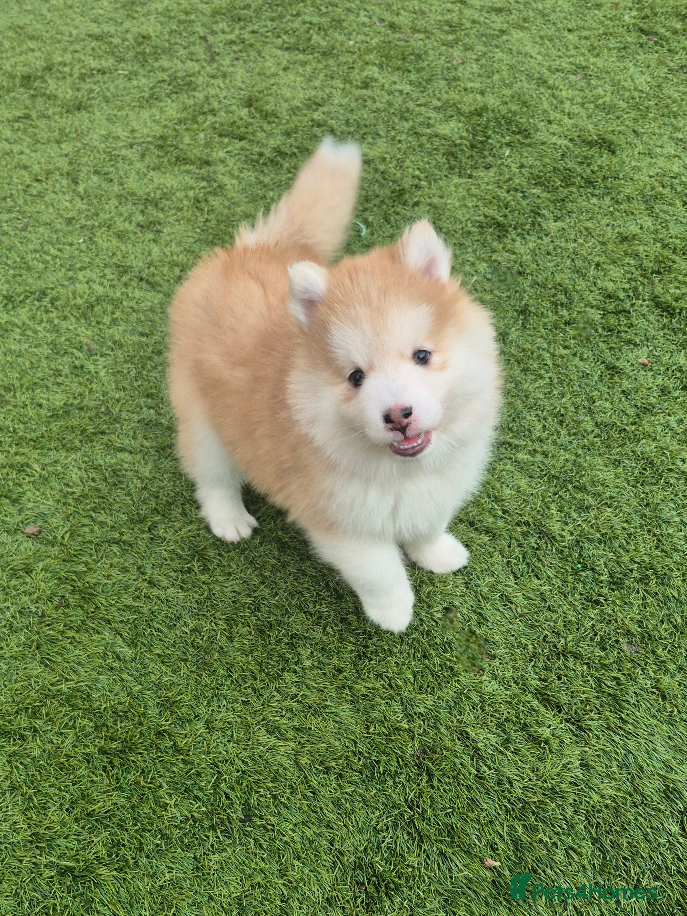 Pomsky dogs Pomsky Puppies – Mini Husky F4 (born 1/1/2026) - Advert 14