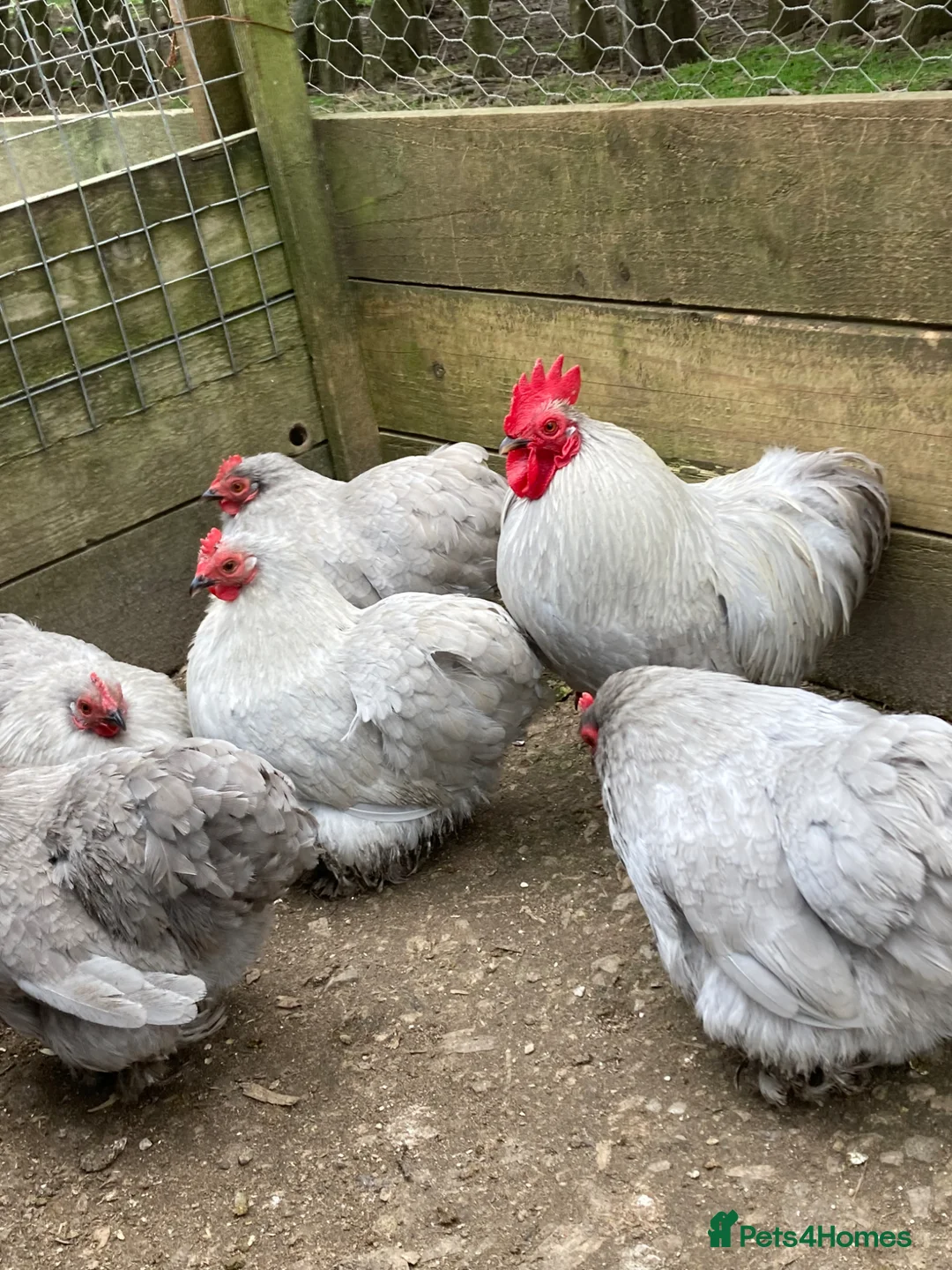 Chickens poultry for sale: .Barbu d’Uccle,Pekin hatching eggs - Advert 2