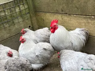 Chickens poultry .Barbu d’Uccles,Pekin hatching eggs - Advert 5