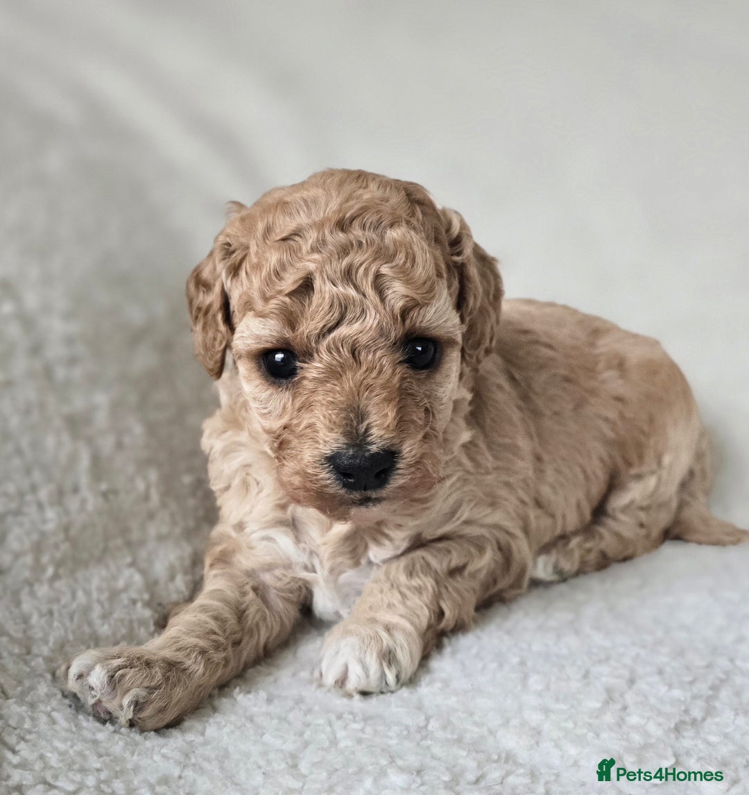 Miniature Poodle dogs for sale: SMALL SIZE MINIATURE PUPPIES RARE COLOUR DNA TEST - Image 9