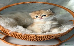 British Shorthair cats for sale: 🌟Purebred British Shorthair Golden Kittens🌟 - Image 3