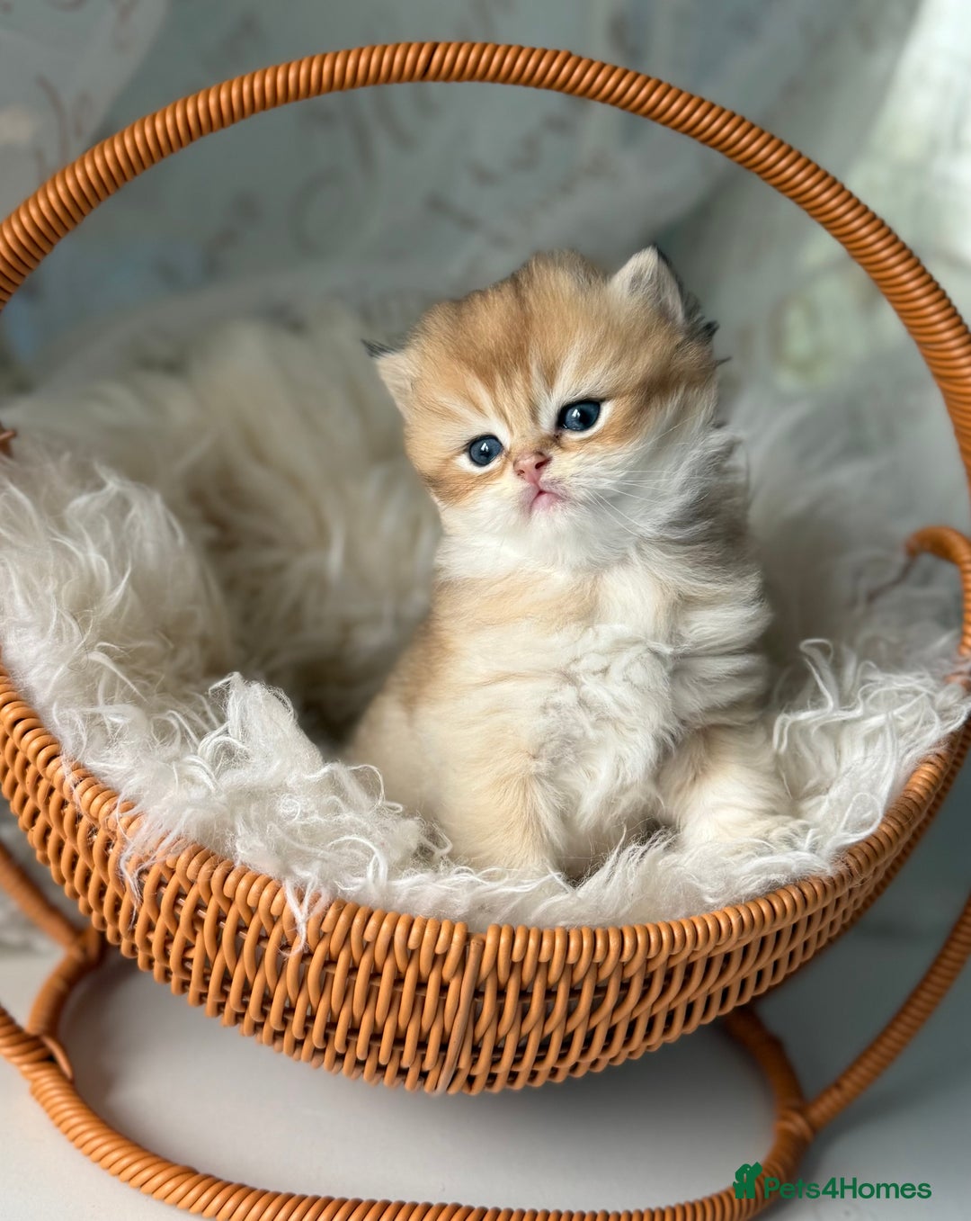 British Shorthair cats for sale: 🌟Purebred British Shorthair Golden Kittens🌟 - Image 3