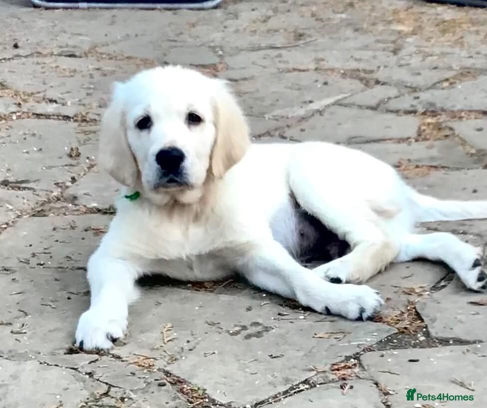Golden Retriever dogs Champion lines fully vaccinated 2 boys ready now - Advert 2