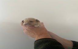 Cavapoo dogs for sale: Beautiful Cavapoo puppy’s❤️ - Image 11
