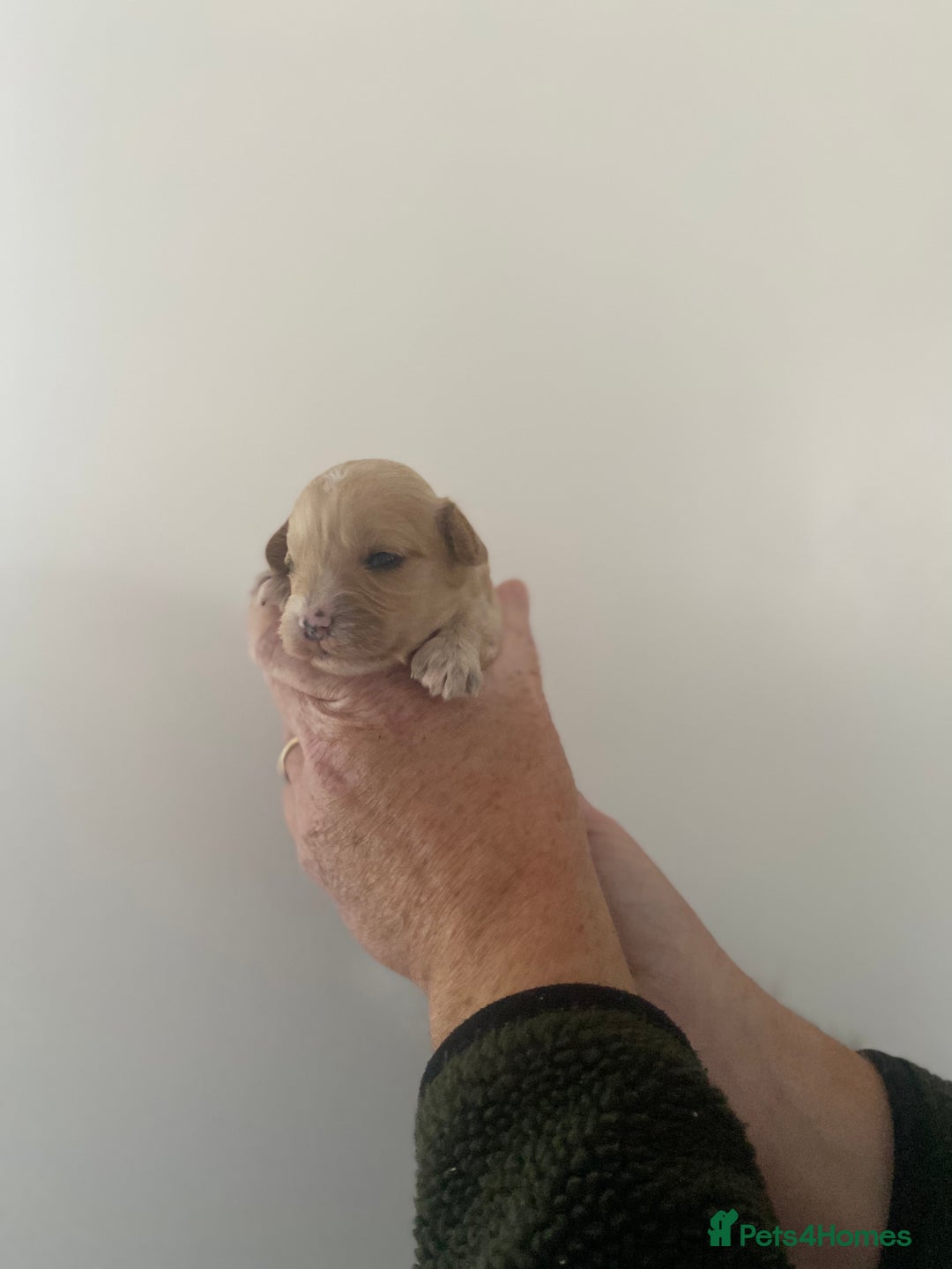 Cavapoo dogs for sale: Beautiful Cavapoo puppy’s❤️ - Image 11
