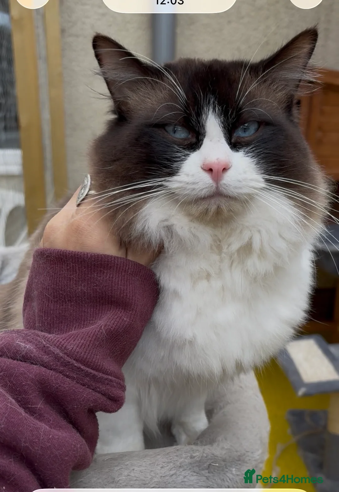 Ragdoll cats for stud: TICA & GCCF SEAL BICOLOUR Stud - Advert 8