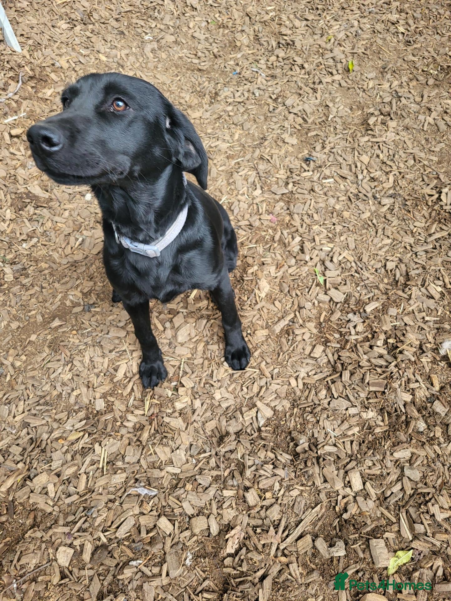Labrador Retriever dogs 7 month old bitch  - Advert 1