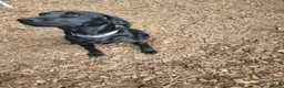 Labrador Retriever dogs for sale: 7 month old bitch  - Advert 1