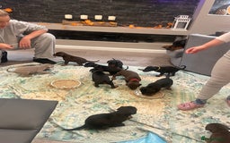 Dobermann dogs for sale: KC Reg European Doberman Pups Exceptional Line - Image 20