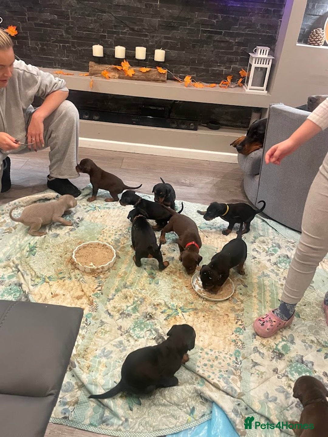 Dobermann dogs for sale: KC Reg European Doberman Pups Exceptional Line - Image 20