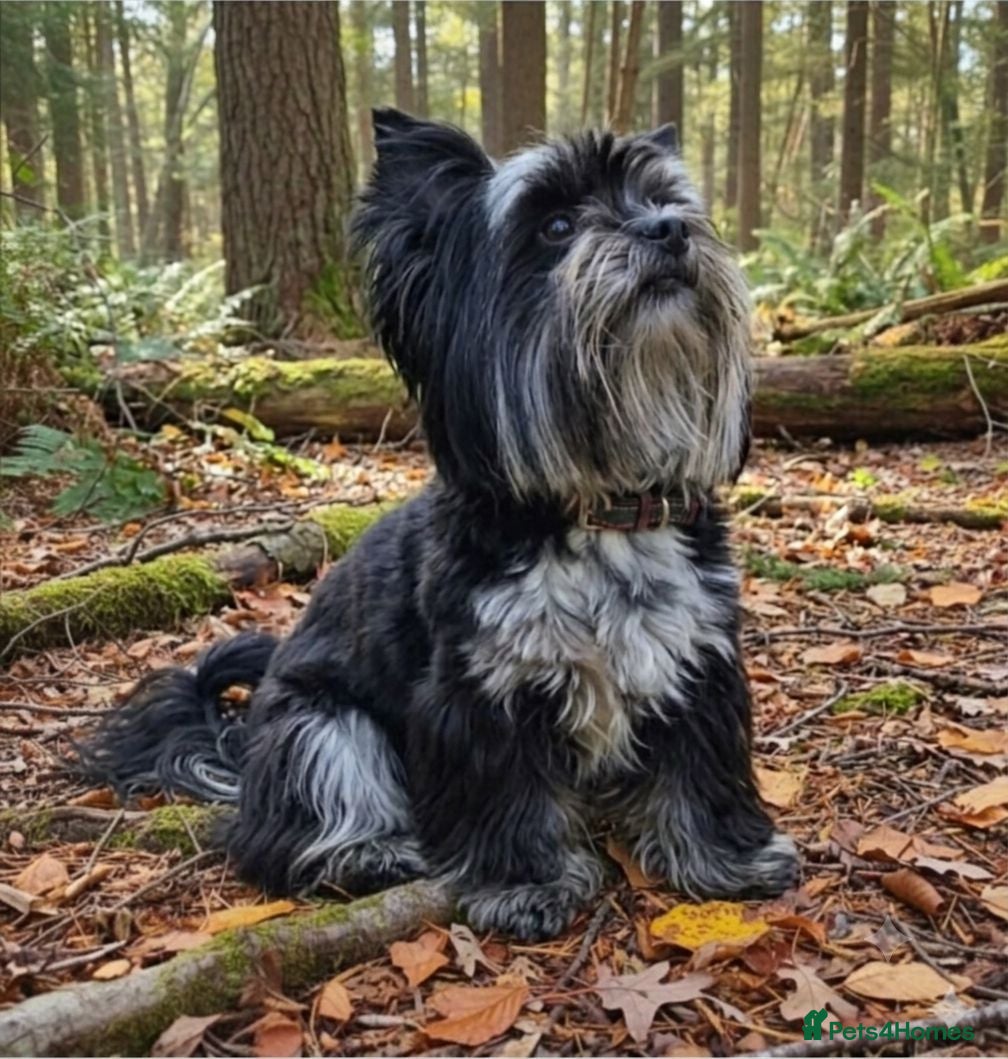 Yorkshire Terrier dogs Elegant lady  - Advert 1