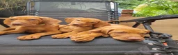 Hungarian Vizsla dogs for sale: Hungarian Vizsla - Advert 8