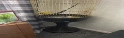 Parakeets birds for sale: kakaraki  in Doncaster - Advert 3