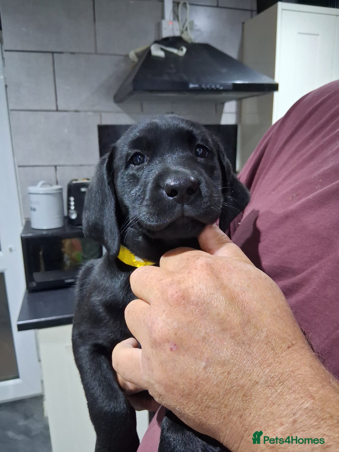 Labrador Retriever dogs for sale: KC REG Labrador retriever pups - Image 5