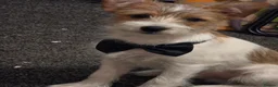 Jackapoo dogs for sale: Jackapoo puppies 🐶  - Advert 6