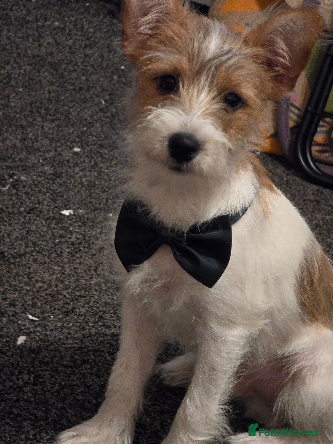 Jackapoo dogs for sale: Jackapoo puppies 🐶  - Advert 6
