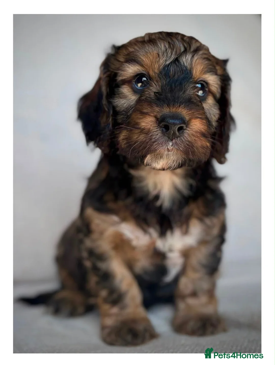 Cockapoo dogs for sale: Quality F1 Cockapoo puppies - Advert 1