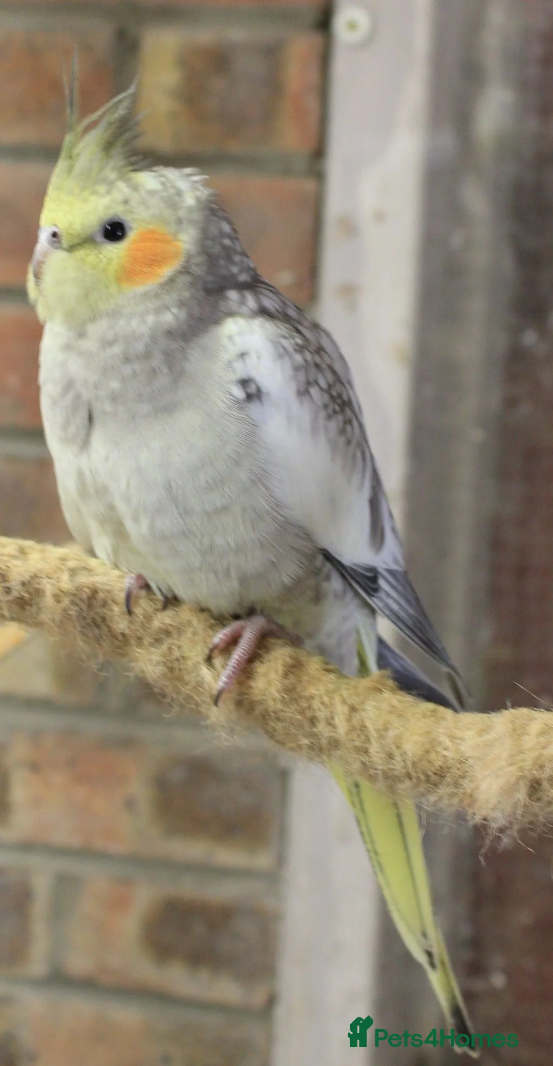 Cockatiels birds for sale: Young Cockatiels - Advert 2