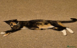 Mixed Breed cats for sale: Playful kittens🥰 - Advert 2