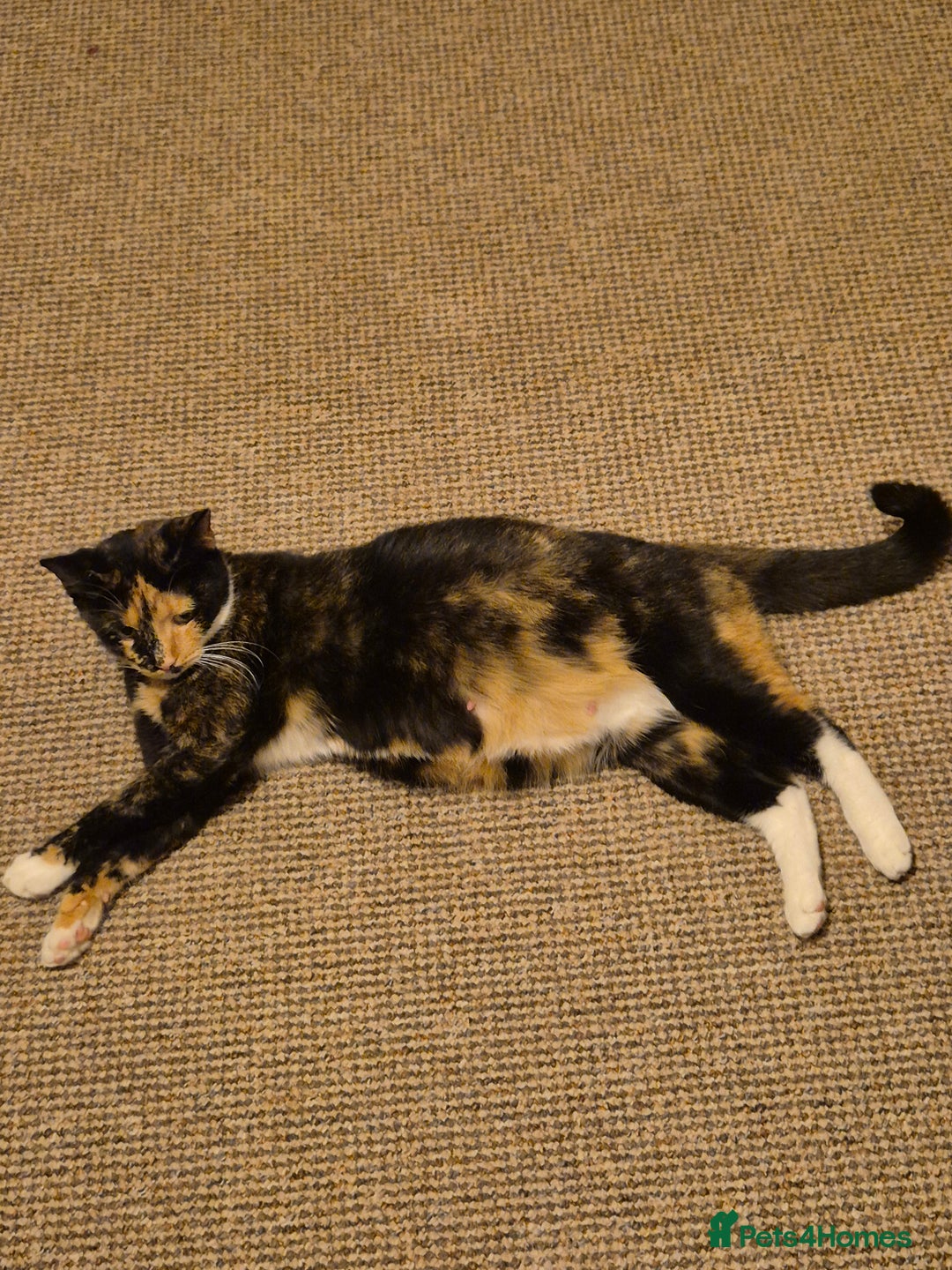 Mixed Breed cats for sale: Playful kittens🥰 - Advert 2